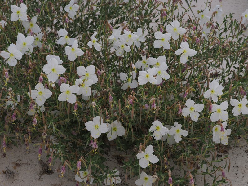 Oenothera pallida subsp. runcinata photo 5