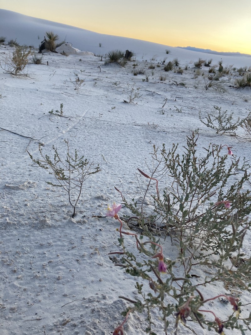 Oenothera pallida subsp. runcinata photo 6