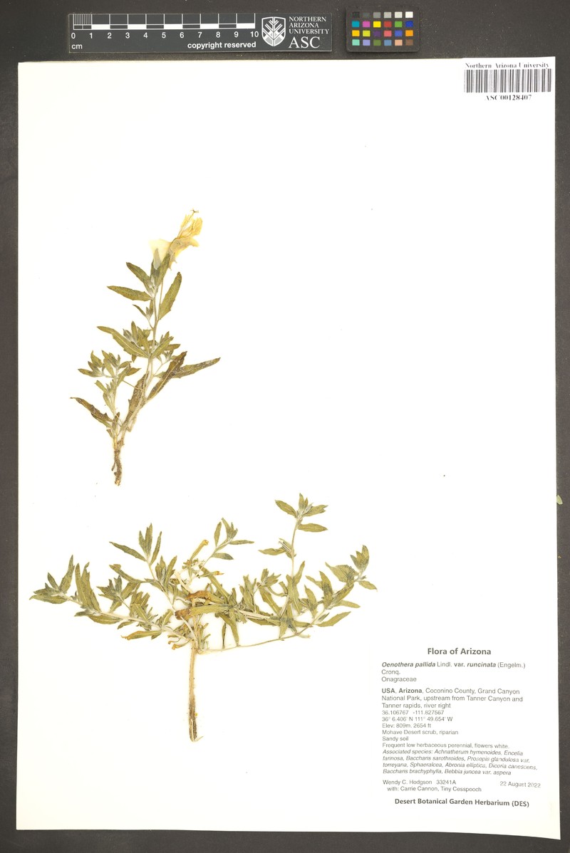 Oenothera pallida subsp. runcinata photo 7