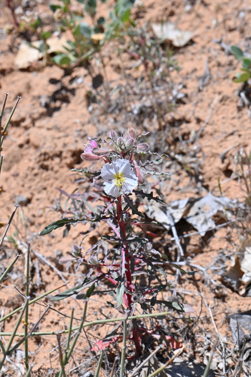 Oenothera pallida subsp. trichocalyx