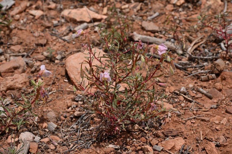 Oenothera pallida subsp. trichocalyx photo 2