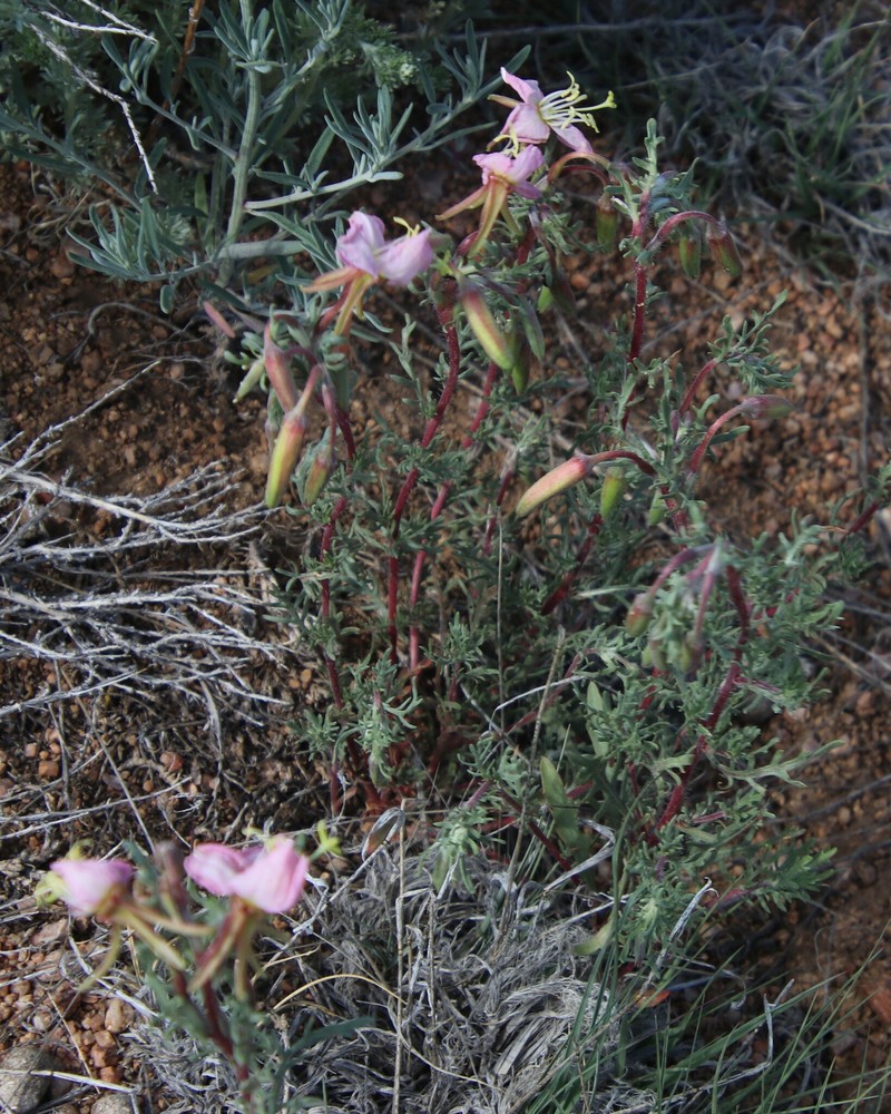 Oenothera pallida subsp. trichocalyx photo 3