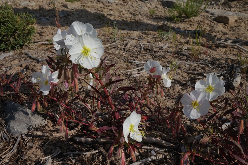 Oenothera pallida subsp. trichocalyx photo 4