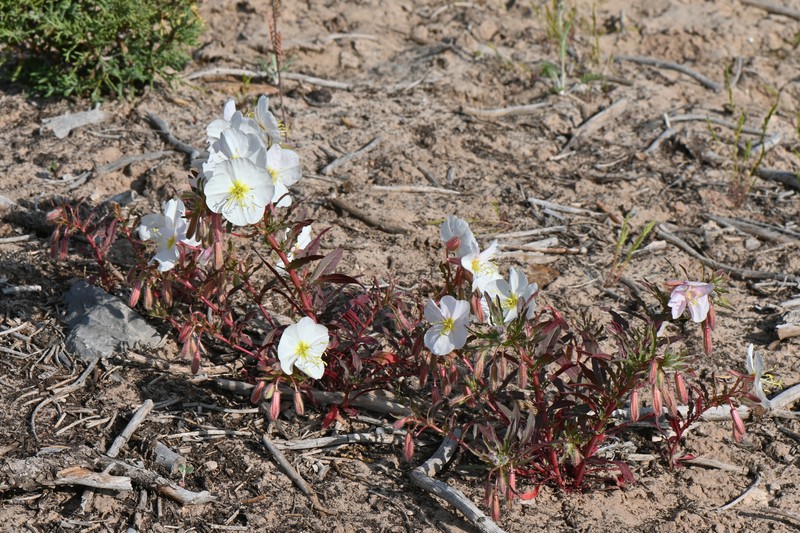 Oenothera pallida subsp. trichocalyx photo 5