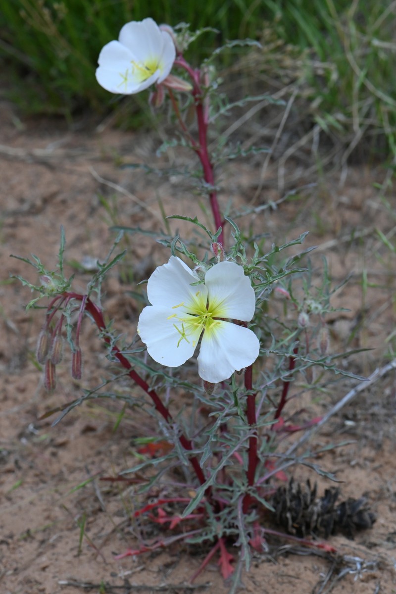 Oenothera pallida subsp. trichocalyx photo 6