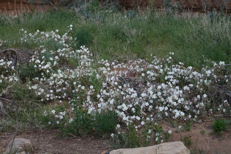 Oenothera pallida subsp. trichocalyx photo 7