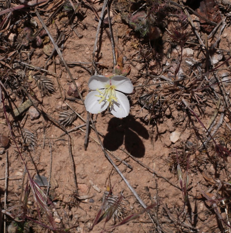 Oenothera pallida subsp. trichocalyx photo 8
