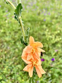 Oenothera parodiana