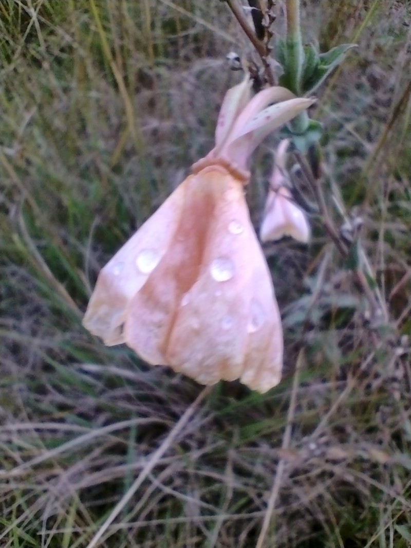 Oenothera parodiana photo 2