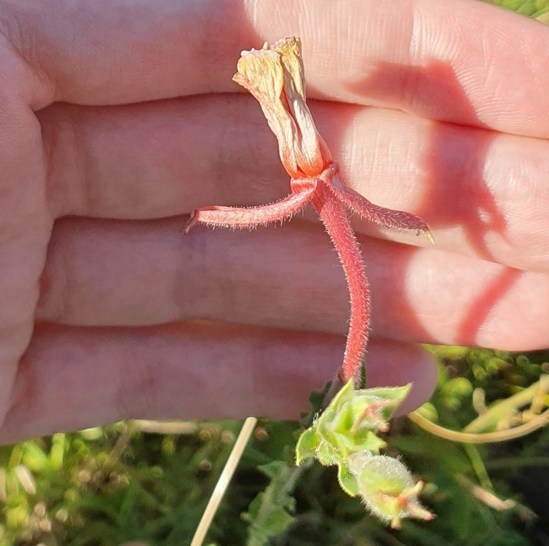 Oenothera parodiana photo 3