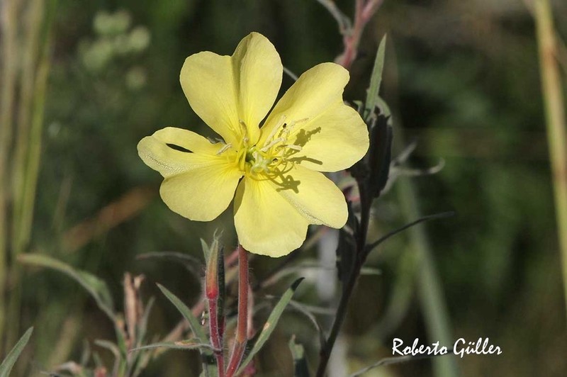 Oenothera parodiana photo 4