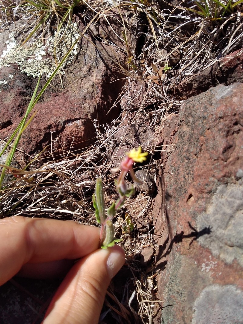 Oenothera parodiana photo 5
