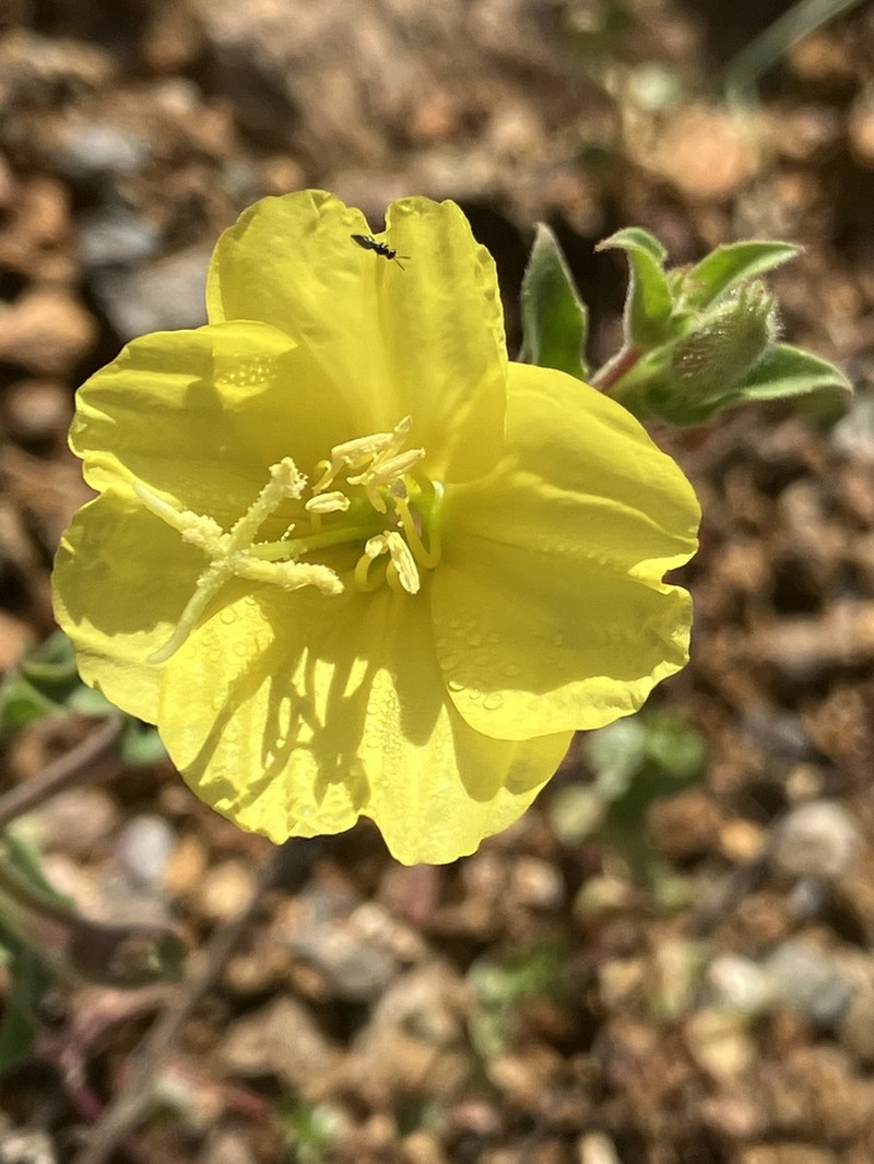 Oenothera parodiana photo 6