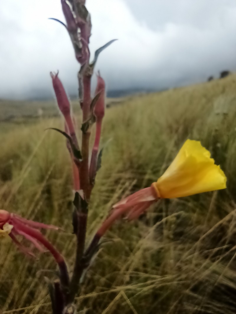 Oenothera parodiana photo 7