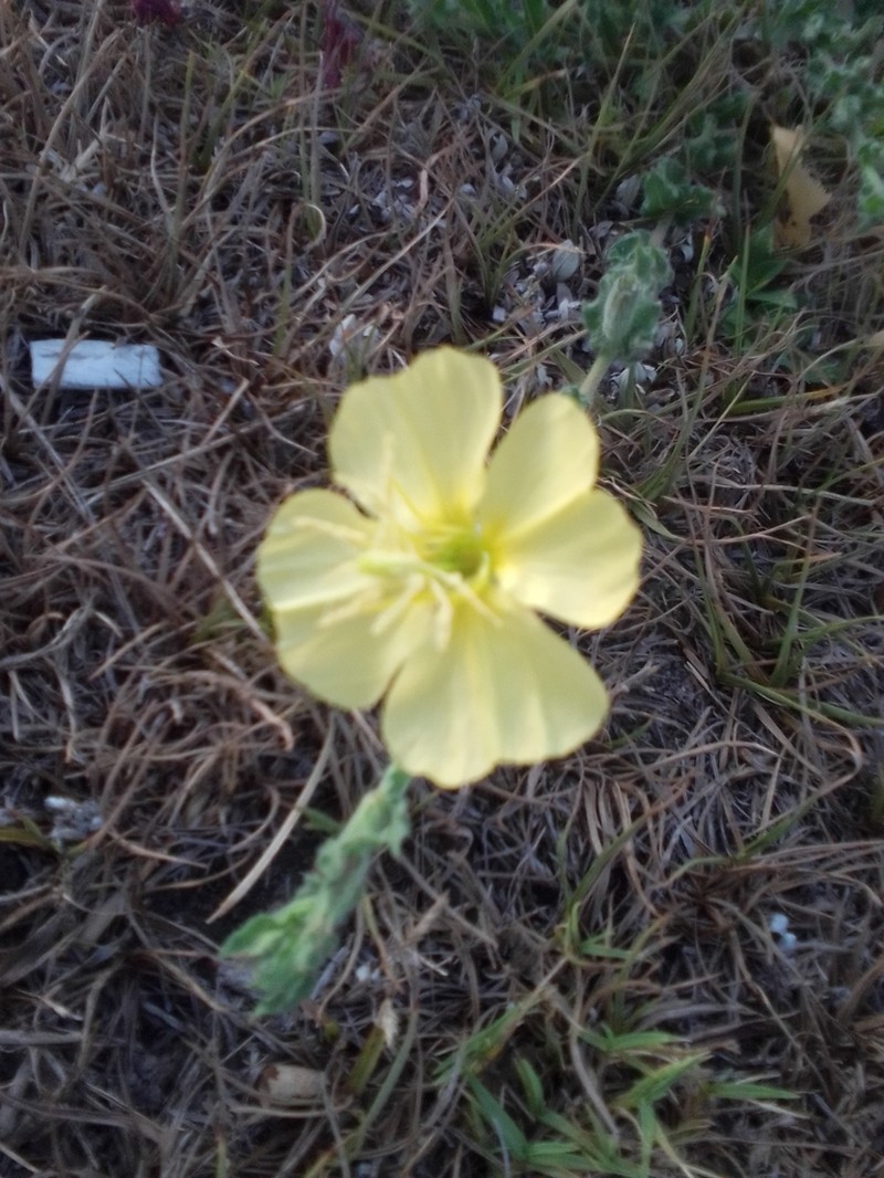 Oenothera parodiana photo 8