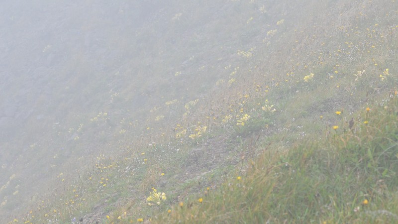 Northern Evening Primrose photo 2