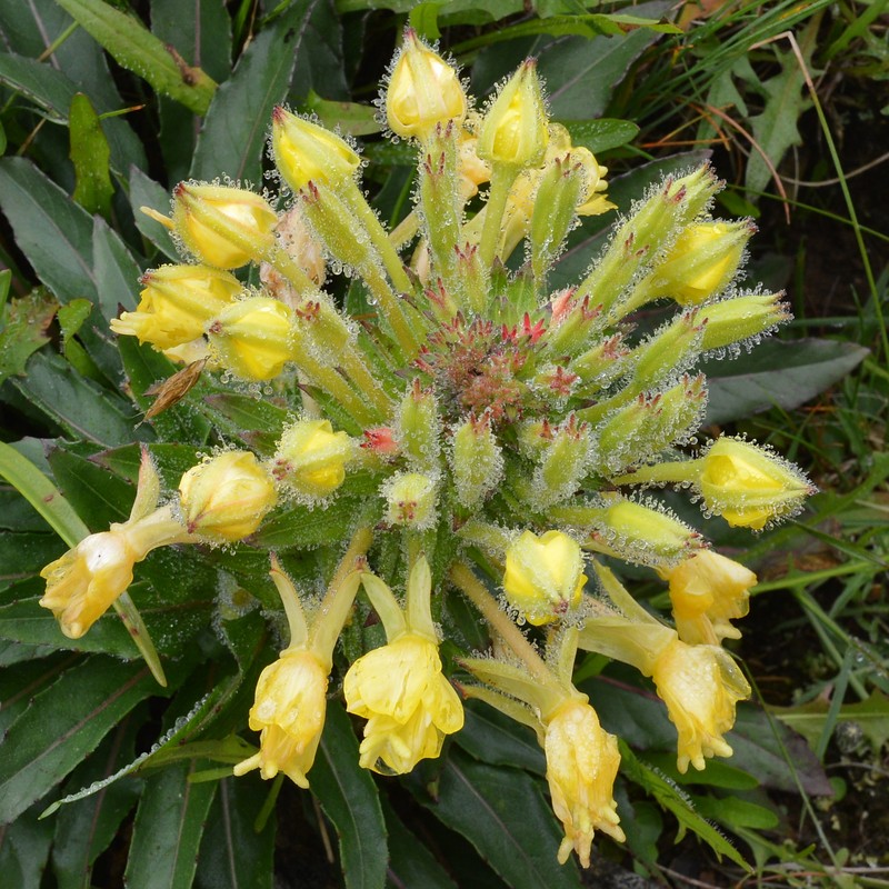Northern Evening Primrose photo 3