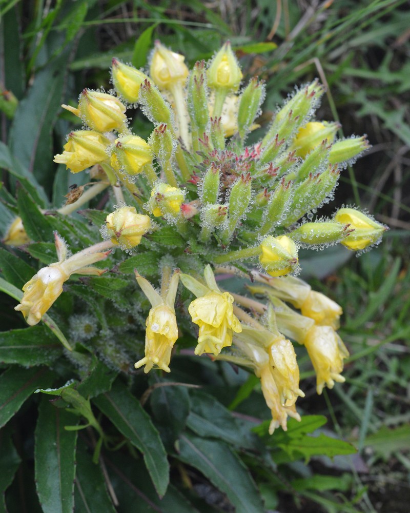 Northern Evening Primrose photo 4