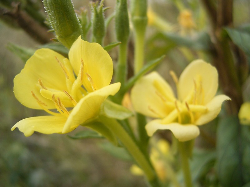 Northern Evening Primrose photo 5