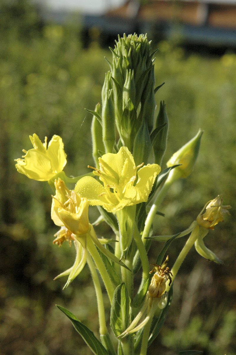 Northern Evening Primrose