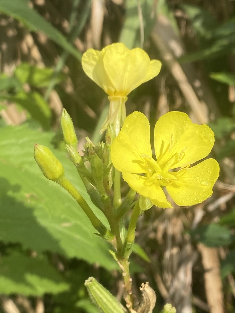 Northern Evening Primrose