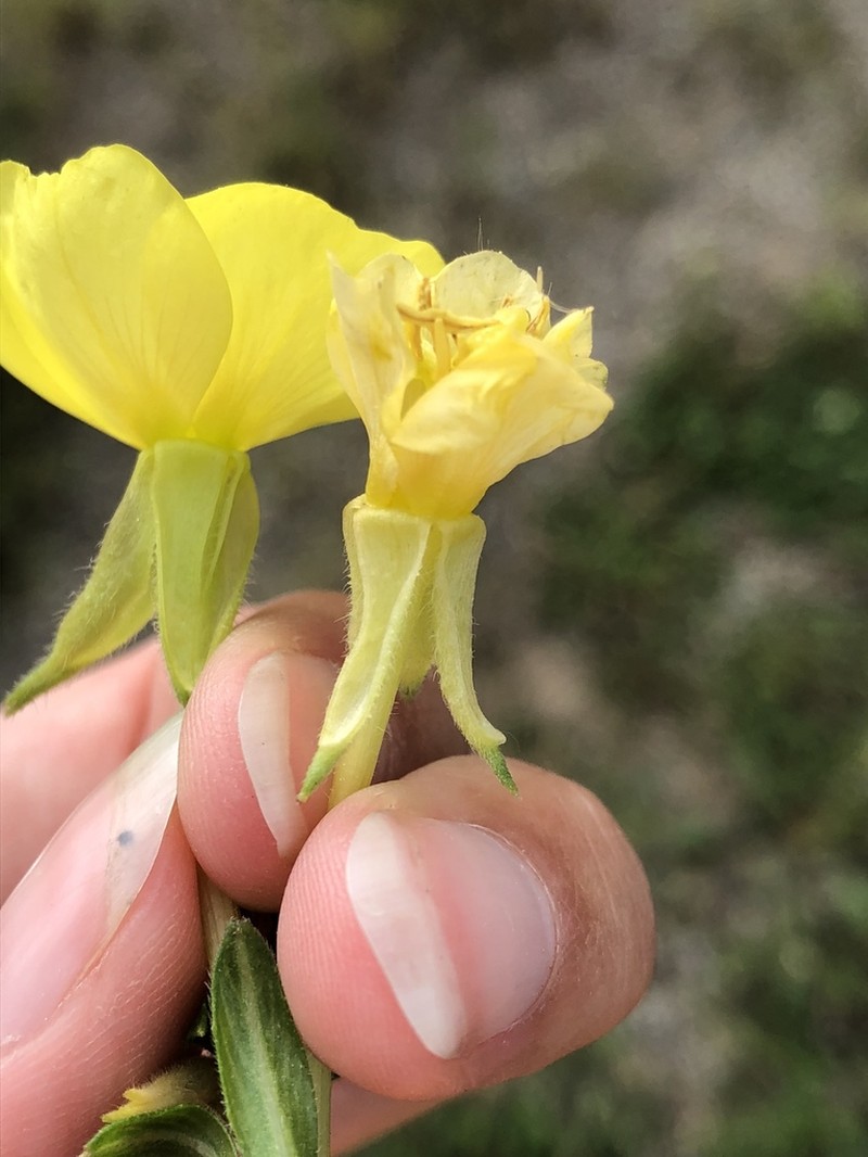 Northern Evening Primrose photo 2