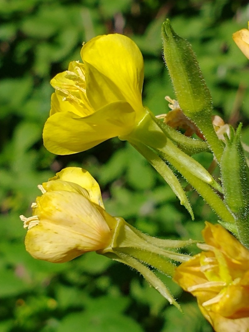 Northern Evening Primrose photo 3