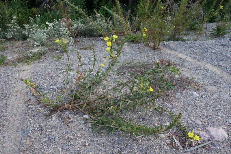 Northern Evening Primrose photo 4