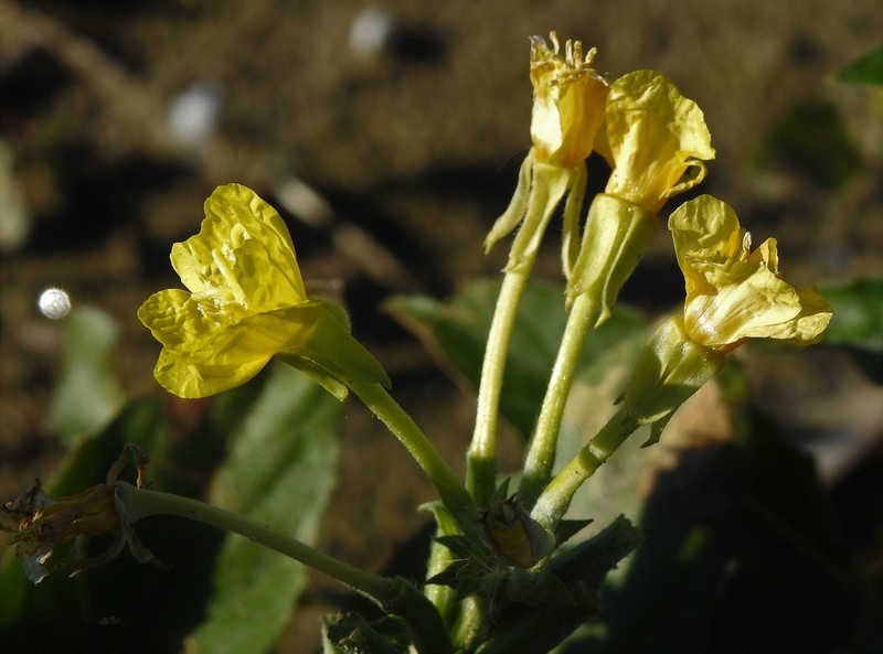 Northern Evening Primrose photo 5