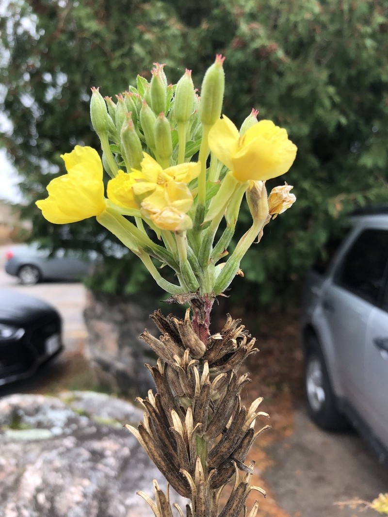 Northern Evening Primrose photo 6