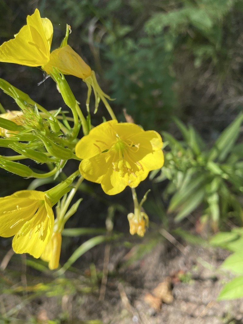Northern Evening Primrose photo 7