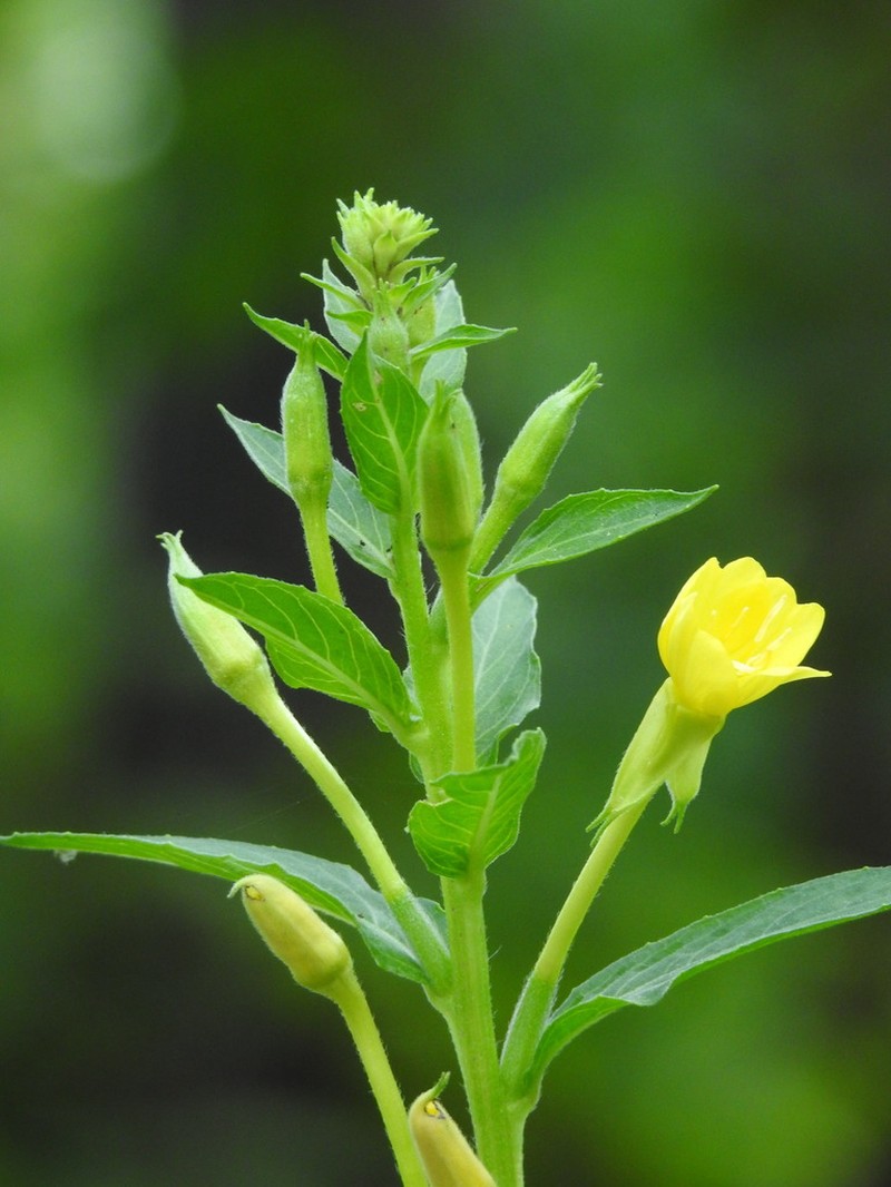 Northern Evening Primrose photo 8