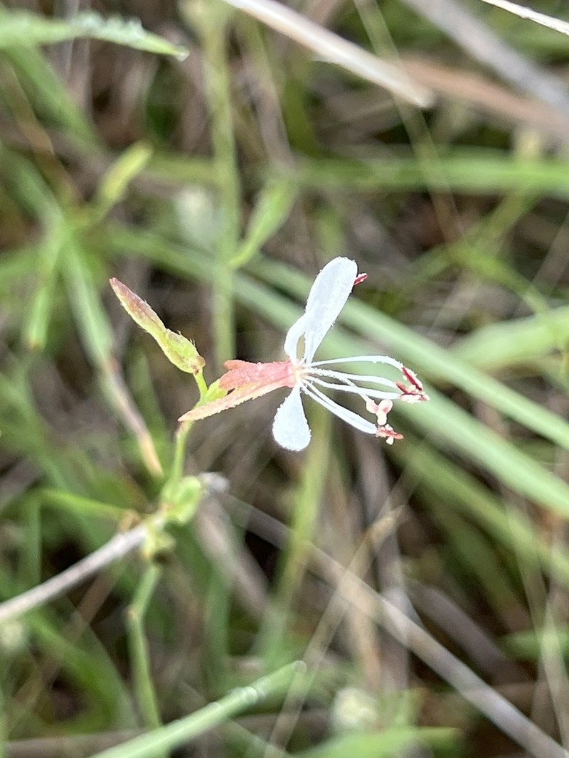Plains Beeblossom