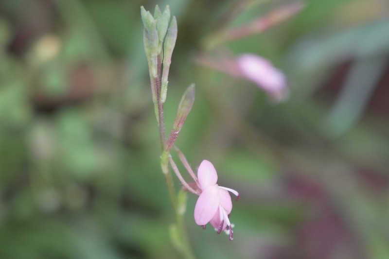 Plains Beeblossom photo 2