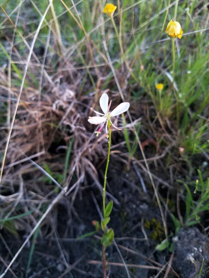 Plains Beeblossom photo 3