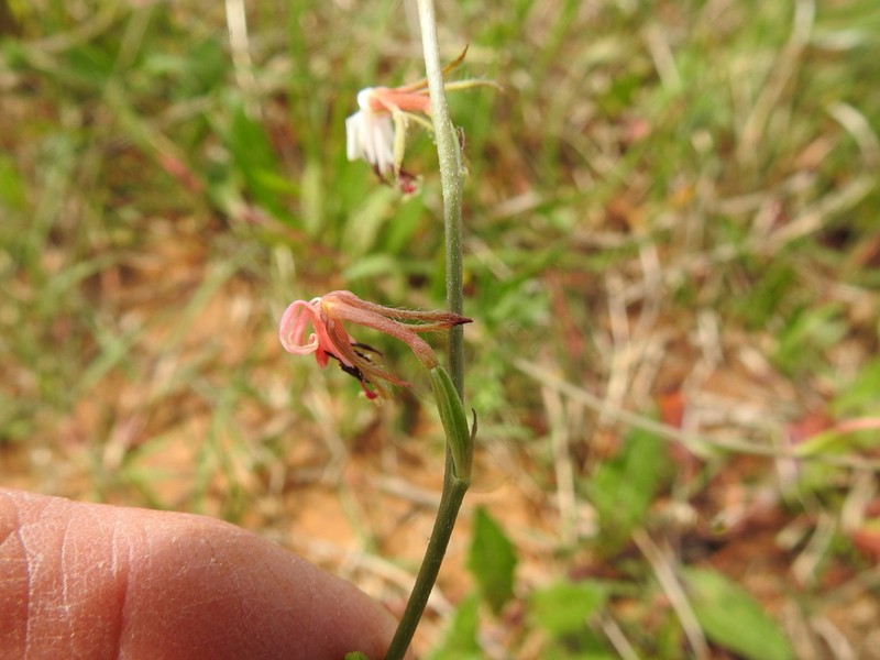 Plains Beeblossom photo 4