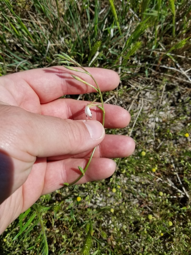 Plains Beeblossom photo 5
