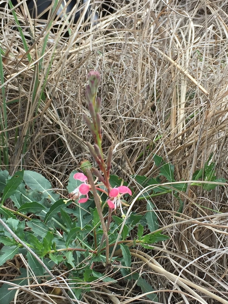 Plains Beeblossom photo 6
