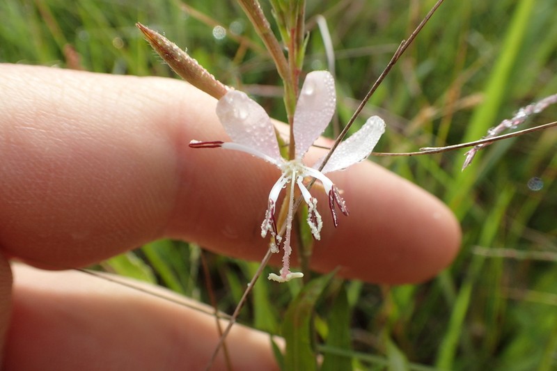 Plains Beeblossom photo 7
