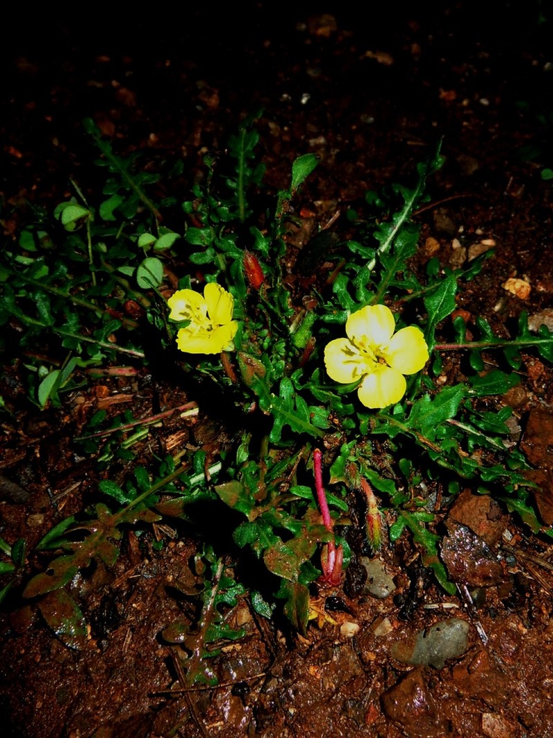 Oenothera pennellii