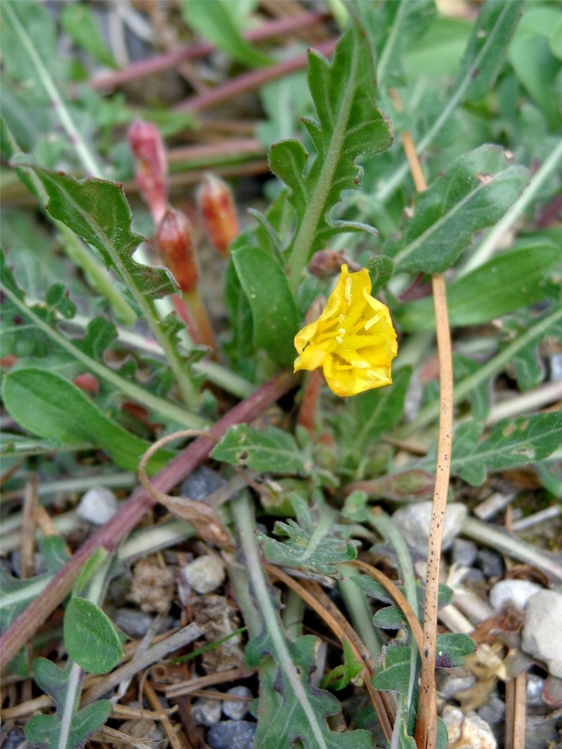 Oenothera pennellii photo 2