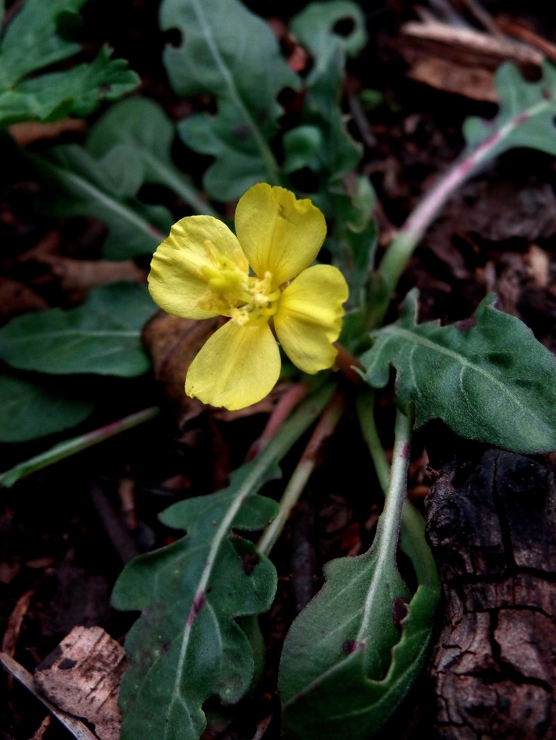 Oenothera pennellii photo 3