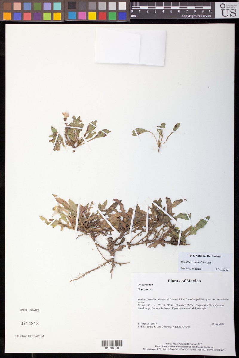 Oenothera pennellii photo 4