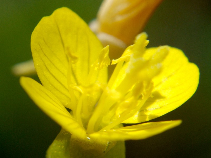 Little Evening Primrose photo 2
