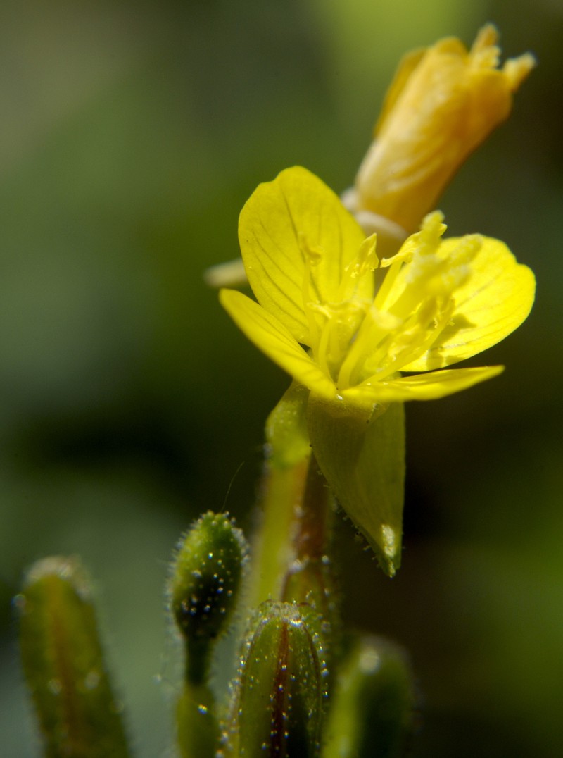 Little Evening Primrose