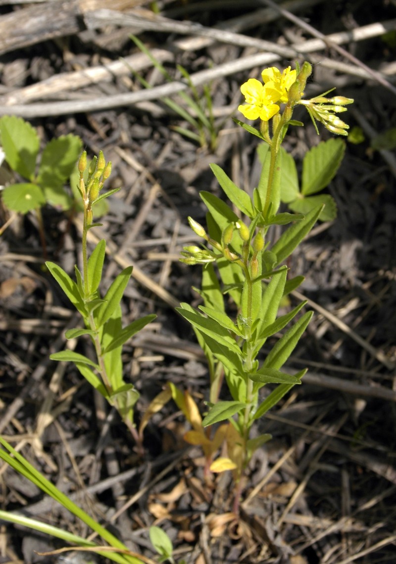 Little Evening Primrose photo 3