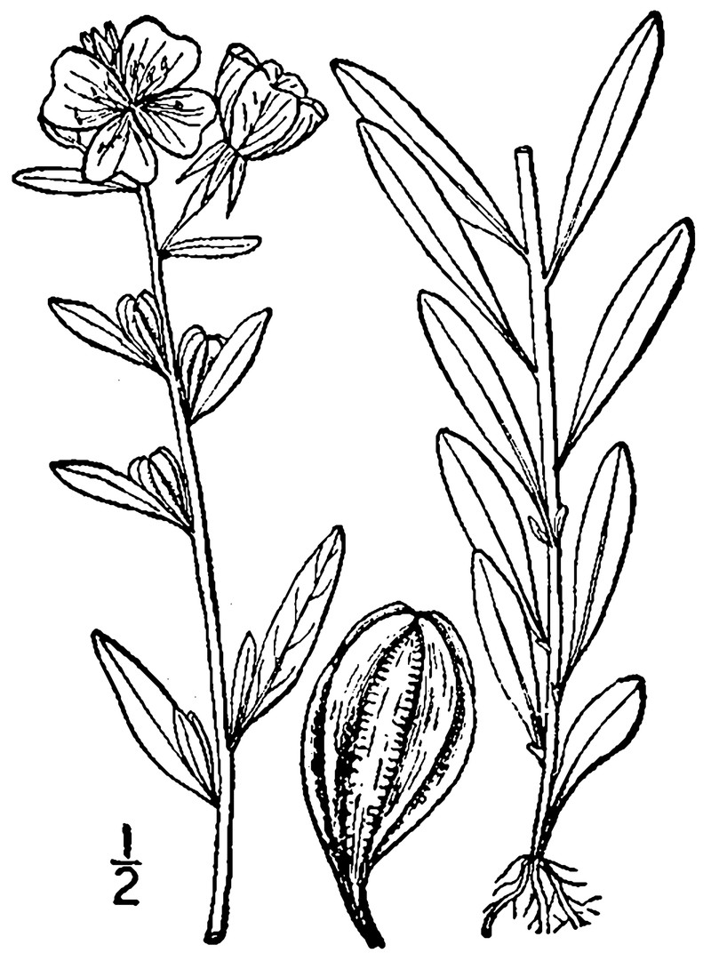Little Evening Primrose photo 4