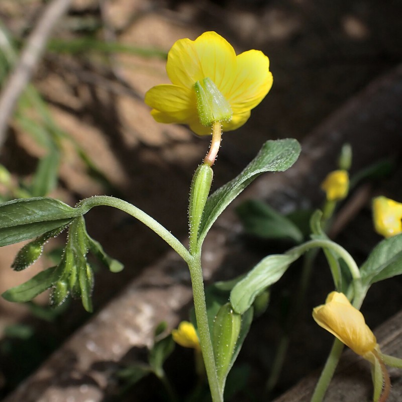 Little Evening Primrose photo 3