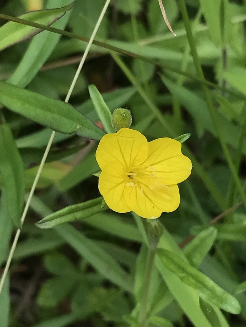 Little Evening Primrose photo 4