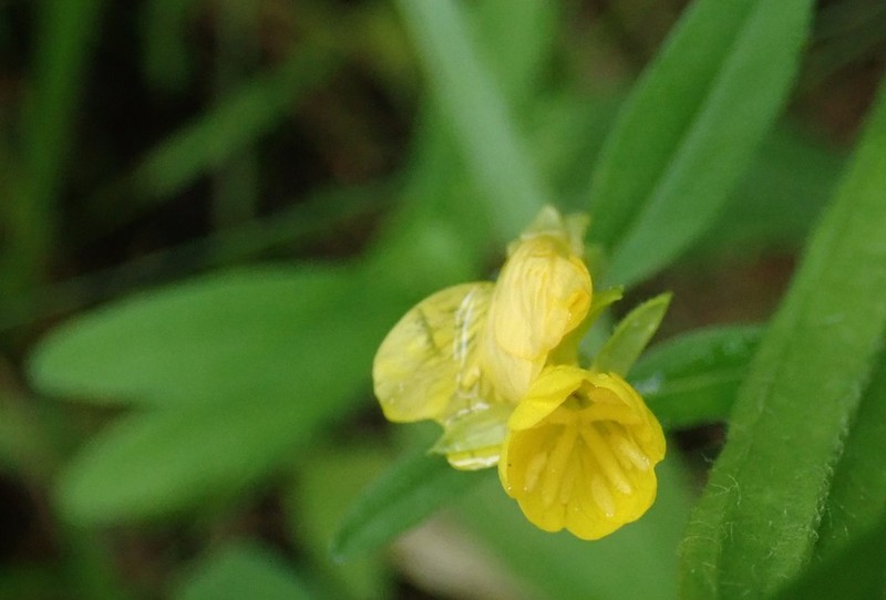 Little Evening Primrose photo 5